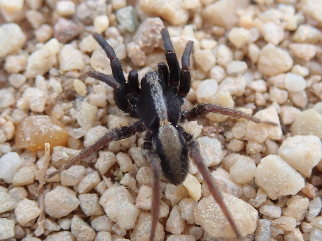 Alopecosa pulverulenta